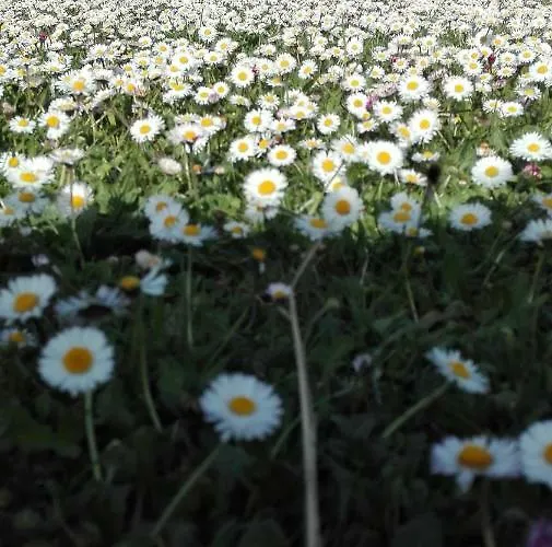 Riviere & 4 Etoiles En Auvergne - Cantal Auvergne - & Riom Pr * Valette