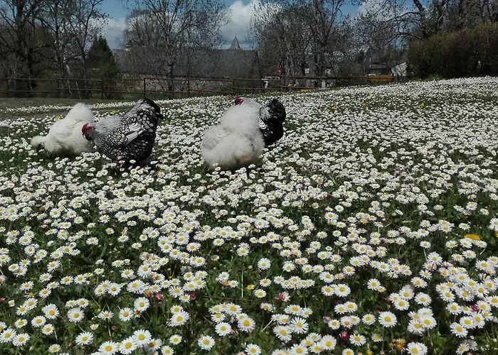 Riviere & 4 Etoiles En Auvergne - Cantal Auvergne - & Riom Pr Дом отдыха *